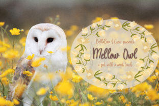 Mellow Owl: A Sweet Script Font