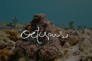 Octopus Font: Natural, Authentic, and Unforgettable